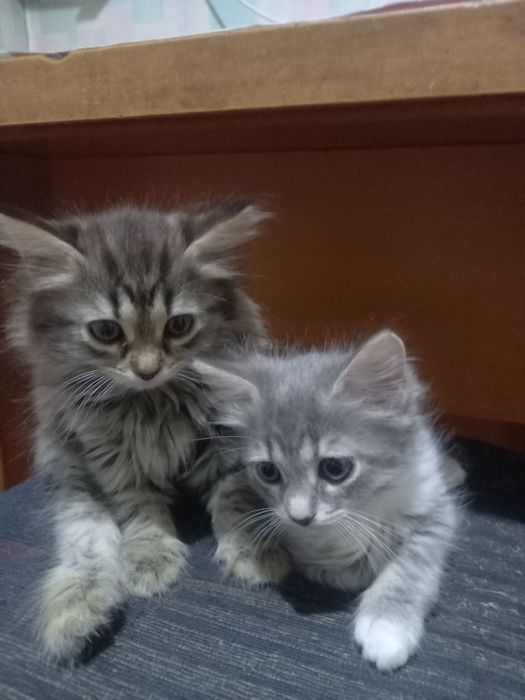 Отдам котят бесплатно