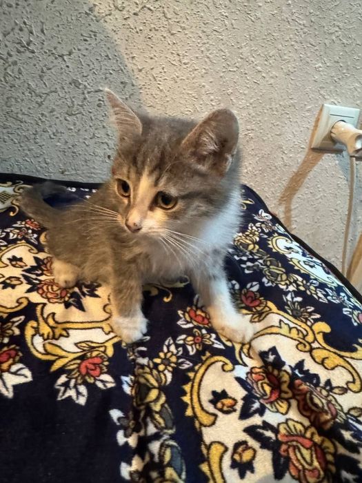 Отдам даром котёнка в надежде добрые руки