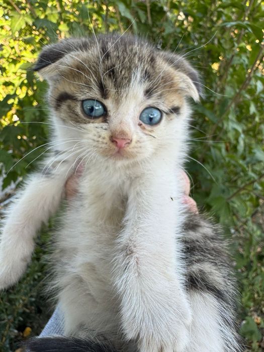 Котенок вислоухий