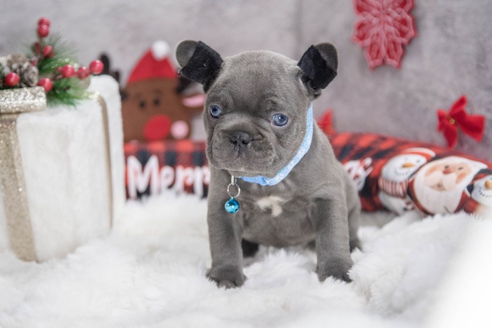 bulldog francez blue baietel