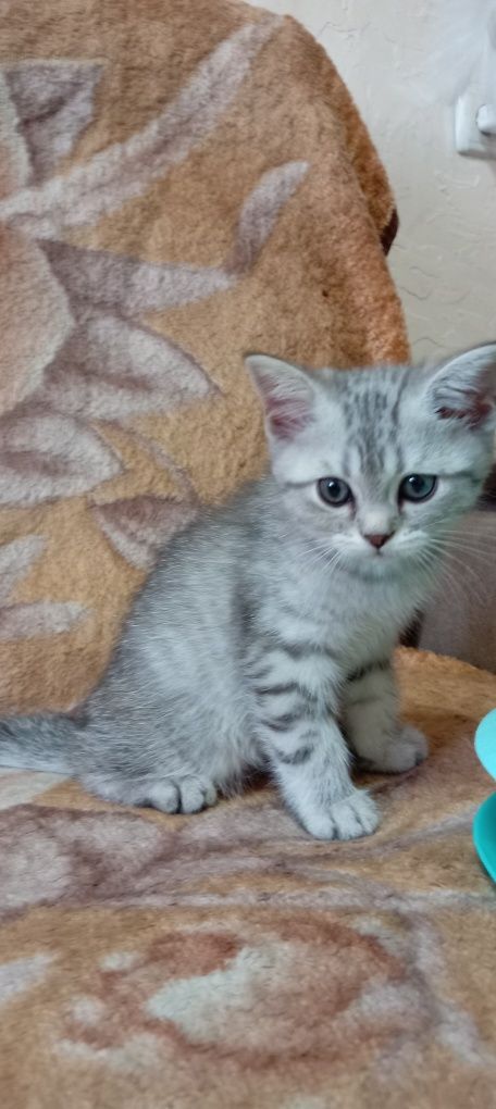 Продаётся котенок