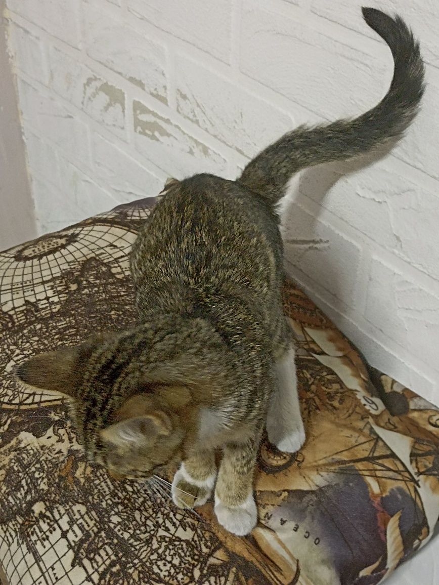 Котенок девочка бесплатно