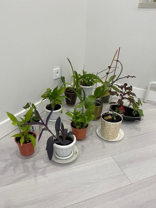 Комнатные цветы продаются