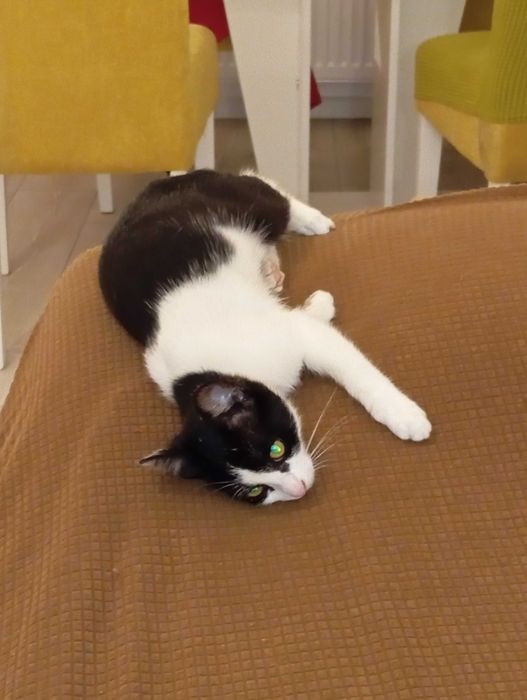 Donez gratis pui pisica spalata, deparazitata, blanda, afectuoasa