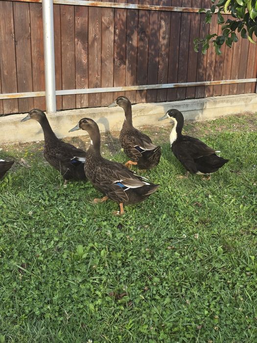 Rațe Rouen si colorate