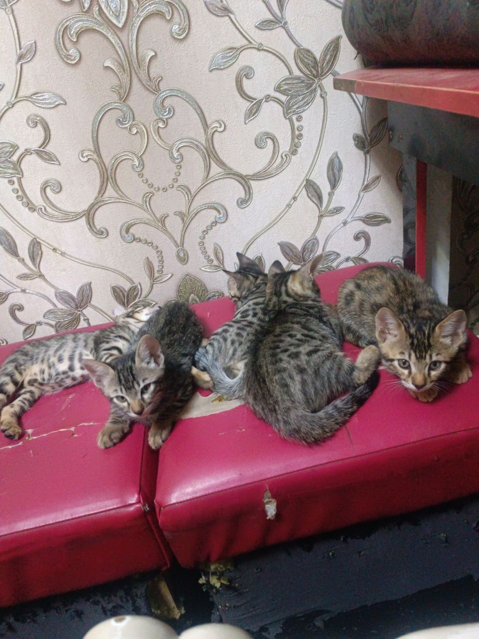 Бенгальский кошка
