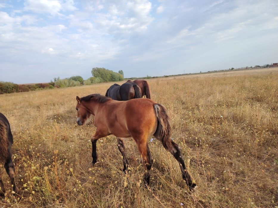Manze 6 luni din părinți de rasa