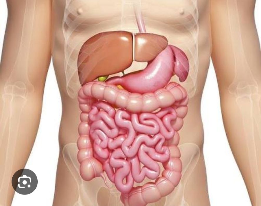 тиббий зулуклар медицинский пиявки гирудотерапия