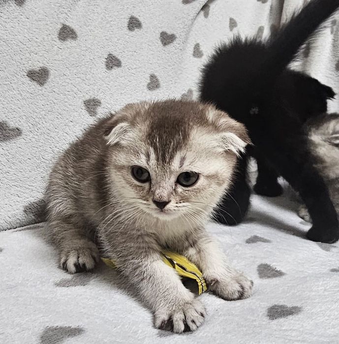 Котятки скотиш фолд