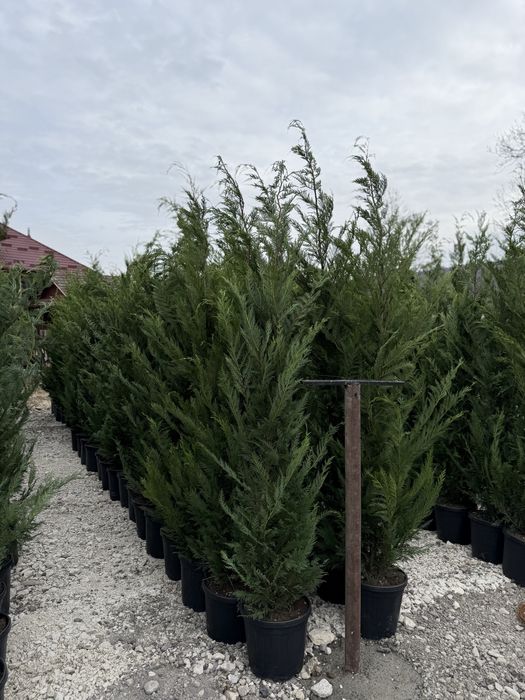 Vand leylandi/leylandi gold calitate extra