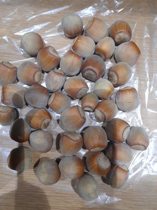 VĂND Alune de pădure 4 kg.