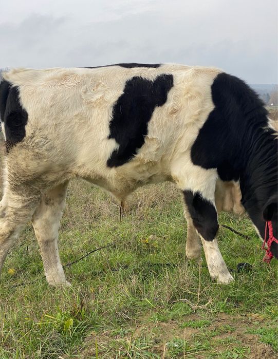 Vand  vitei , nu raspund la mesaje