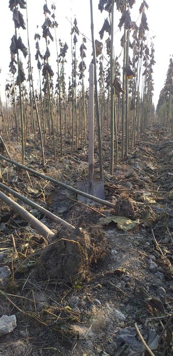 Павловния Кўчатлар