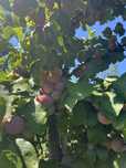 Prune special pentru palinca( soiuri olandeze)