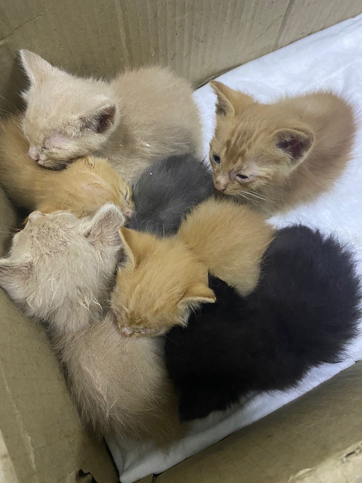 Бесплатно котята, мальчики и девочки