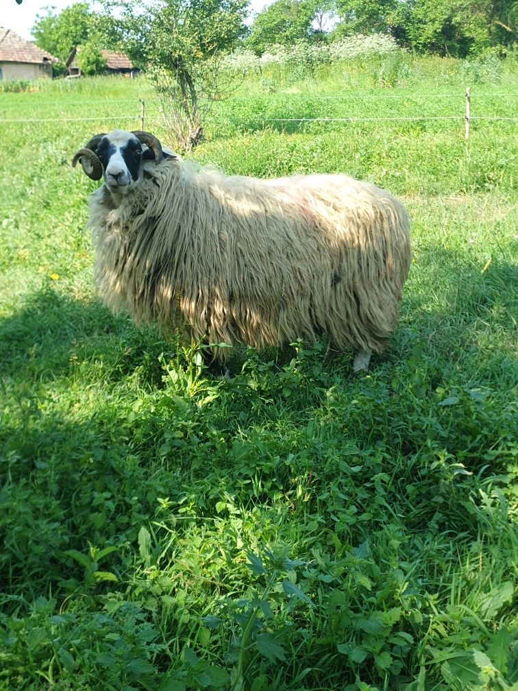 Oaie grasa disponibila
