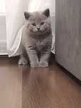 Baietel british shorthair