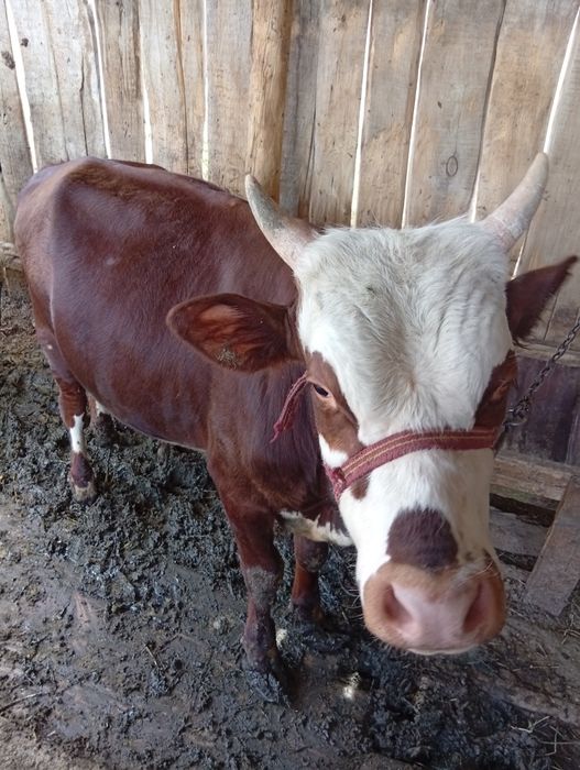 Еркек баспақ сатылады 1жас 4ай болған. Қорада жем шөпке байлаулы тұр.