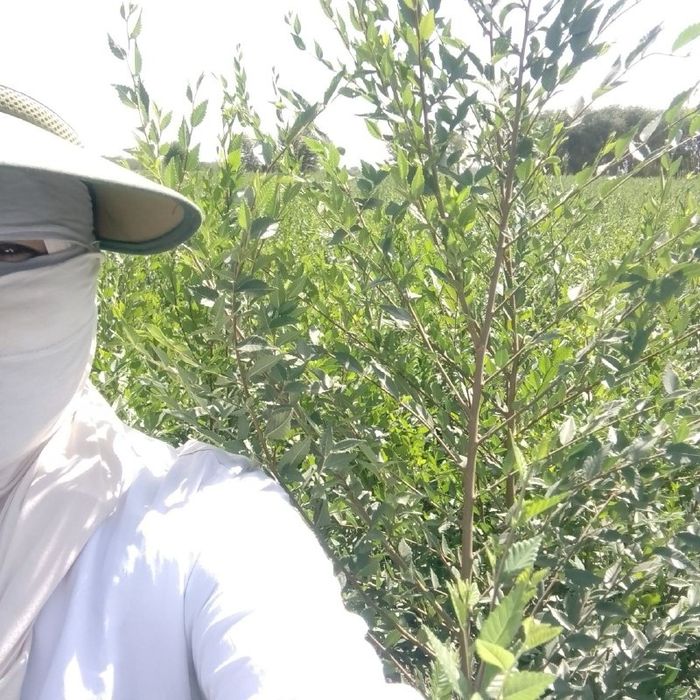Qayrag'och, Gujum, Кайрагоч, Гужум