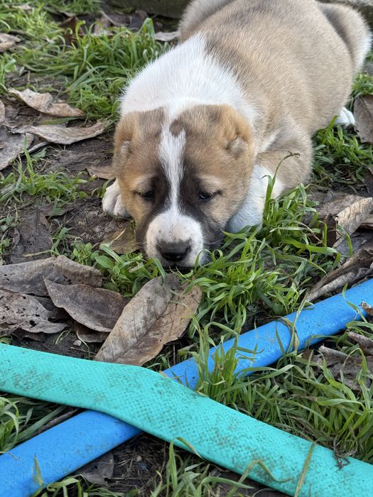 Страхотни кутрета Сао алабай