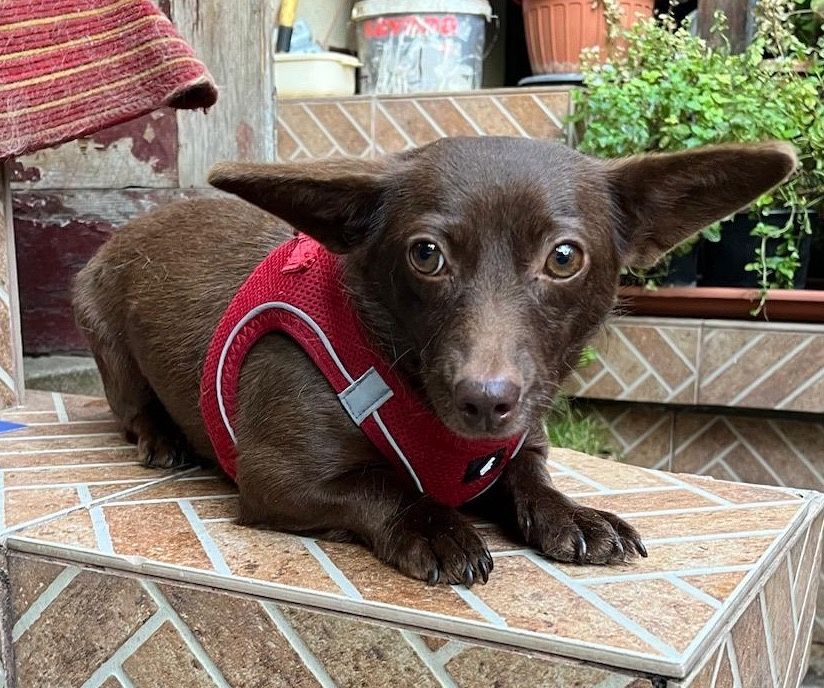 Catelusa metis chihuahua