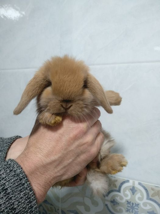 Продается карликовый баран кролики разные цвета