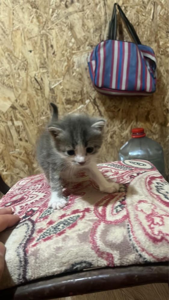 Котенок актобе.
