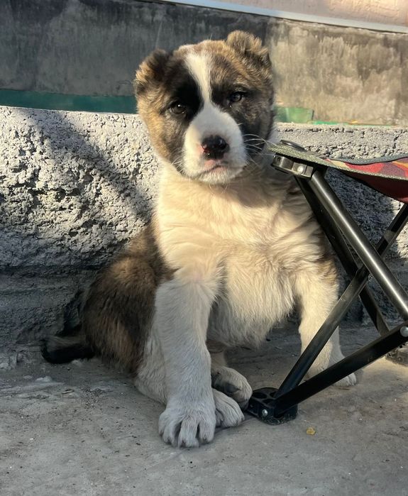Продам щенка Алабай