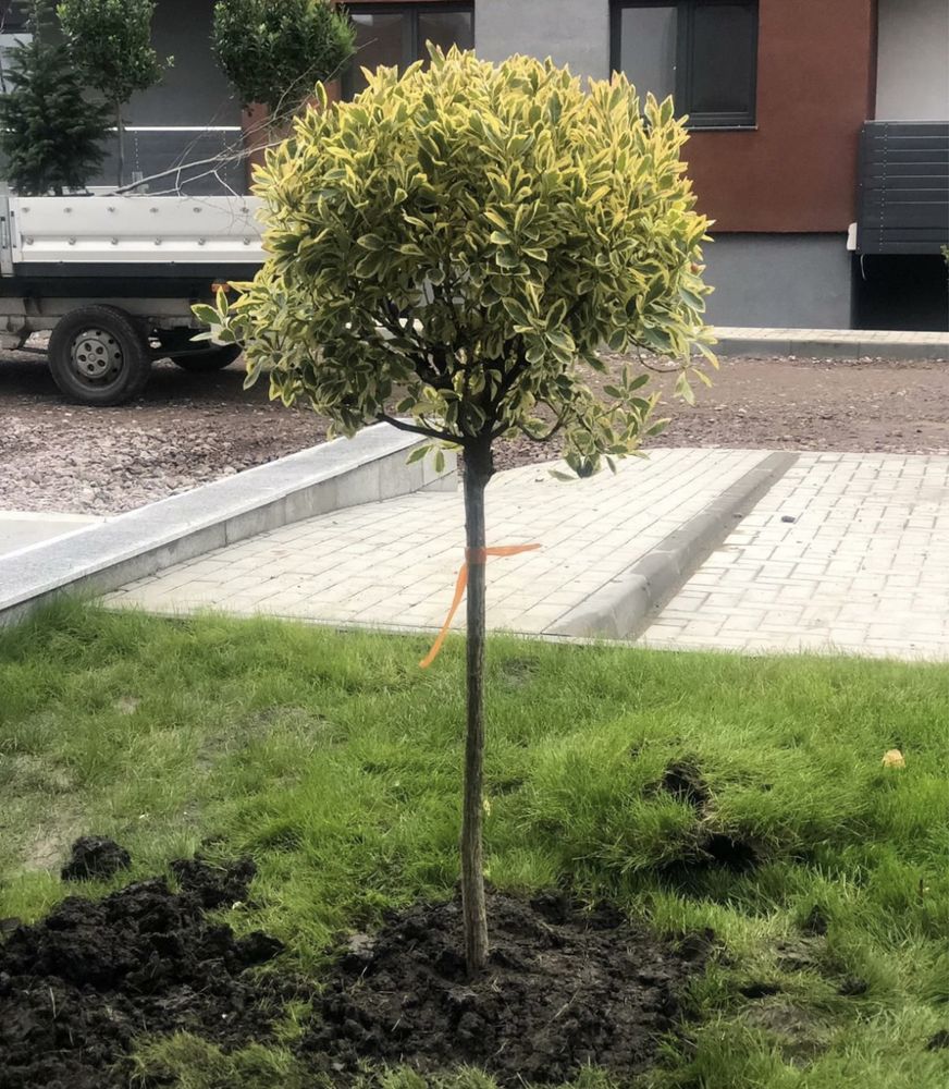 Amenajez grădini cu plante ornamentale