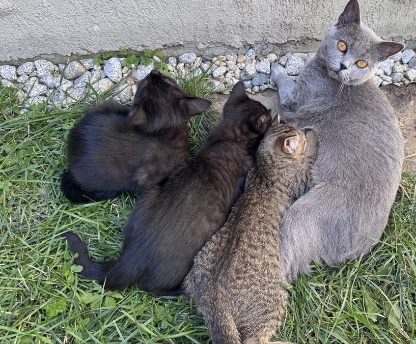 Donez pui de pisica din mama British shorhair