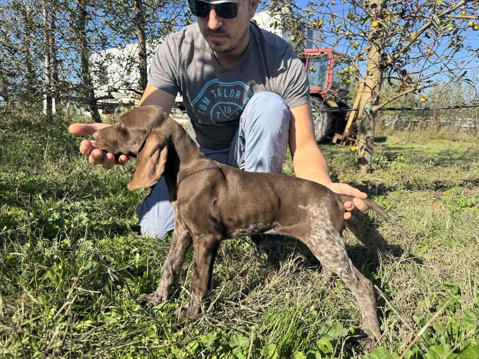 Чистокръвни малки Курцхаарчета