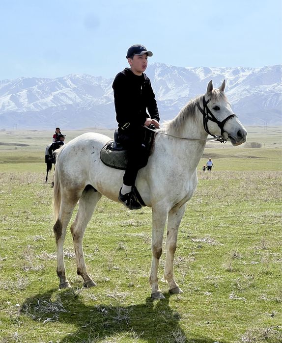 Лошадь, англоараб, жеребец, донен, байге