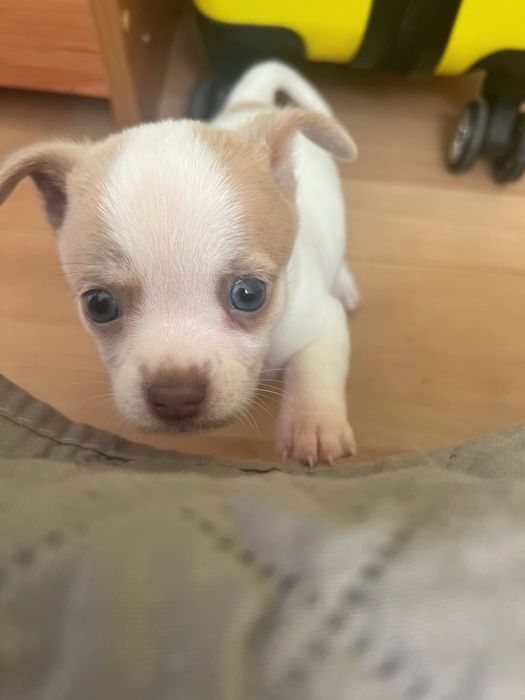 Кученца чихуахуа