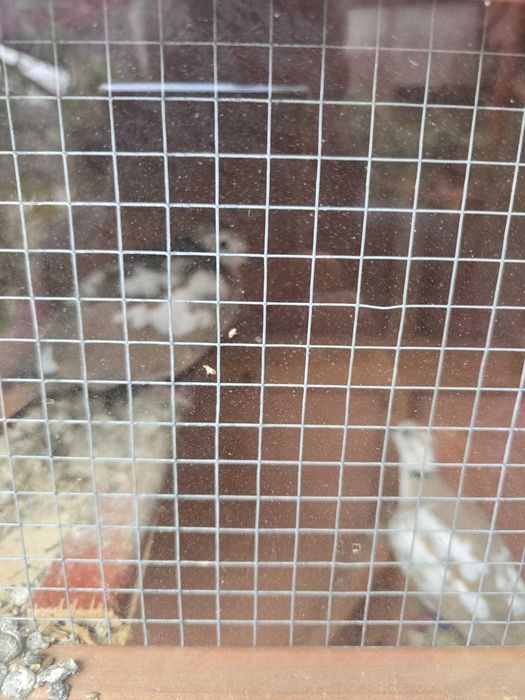 Turturele Razatoare de Vanzare