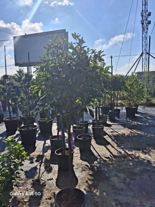 Vând plante ornamentale și livrez