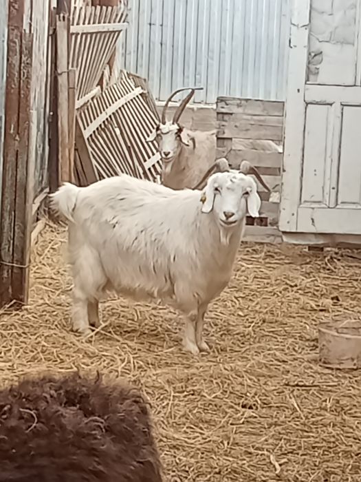 Семиз ешки сатылады