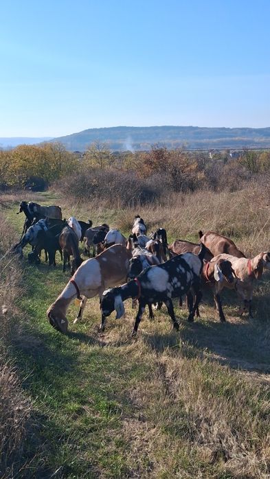 Vând capre Anglo Nubiene cu Pedigree