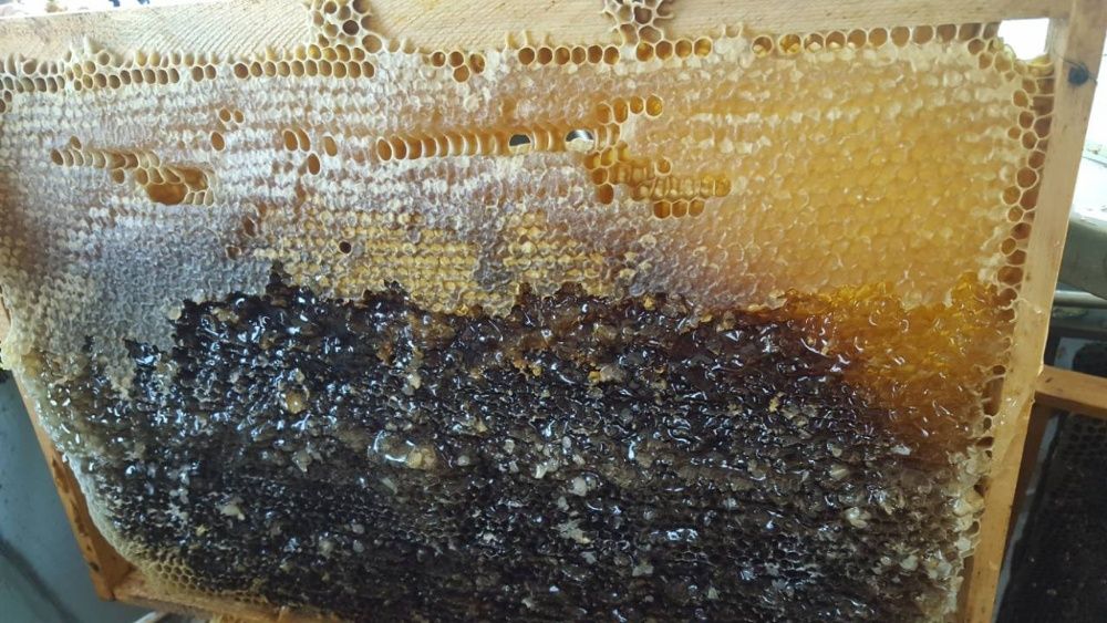 Пчелен мед, букет, реколта 2023г.12 лв/буркан.