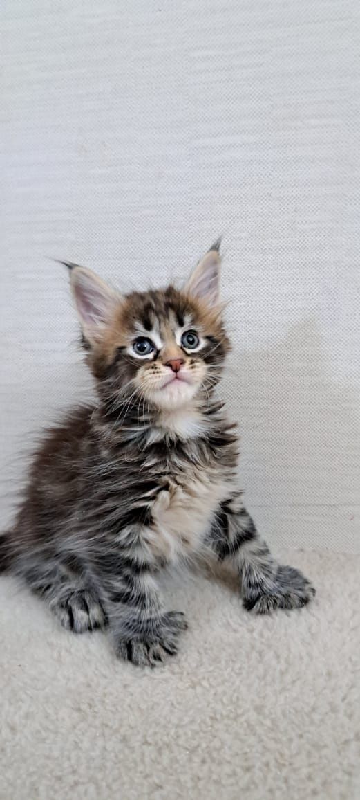 Котята Мейн куна мальчики и девочки