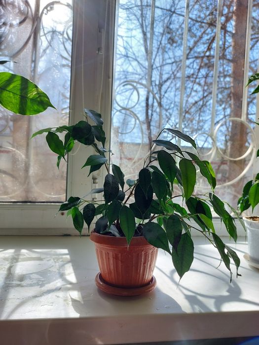 Продам фикус и лилию