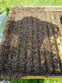 Vând 10 - 15 familii albine bine populate !