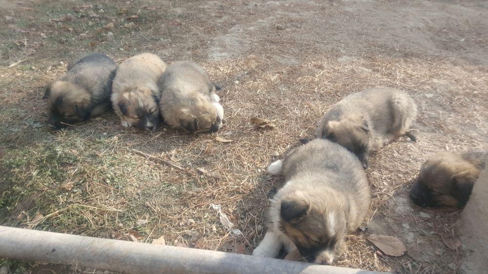 Отдам щенки в добрые руки