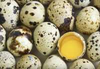 Перепелинные яйца