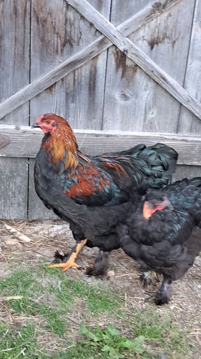 Vand 3 cocosi din primavara