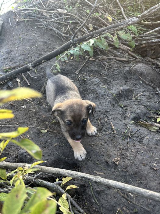 Кученца малка порода