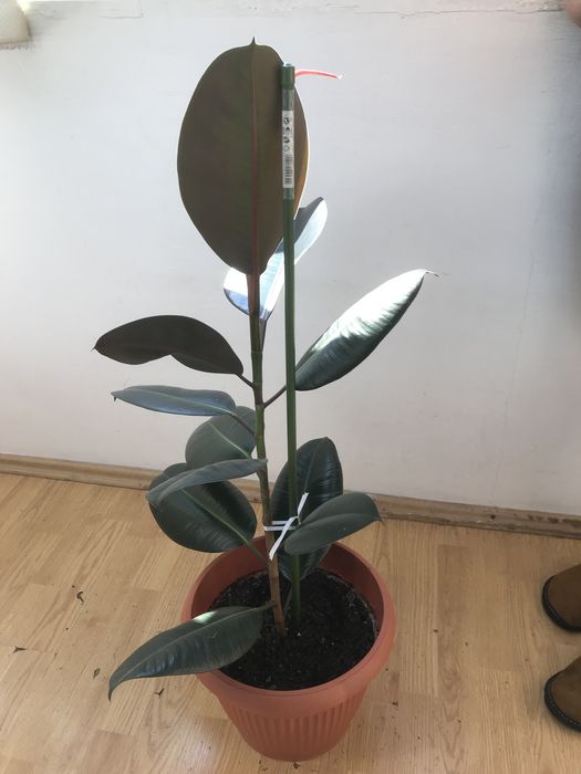 Vand planta Ficus