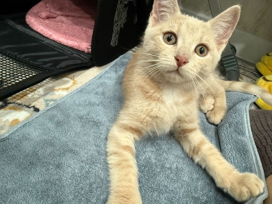 Продам породистого котенка.