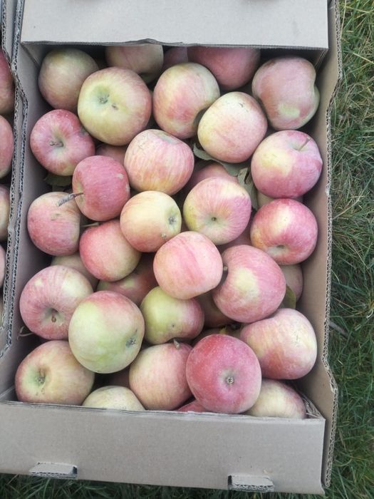 Яблоко свежее 1 сорт, урожай 2025г