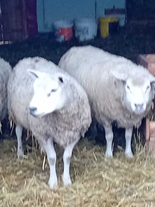 Vand berbec texel varsta 16 luni oaie gestanta mieluta