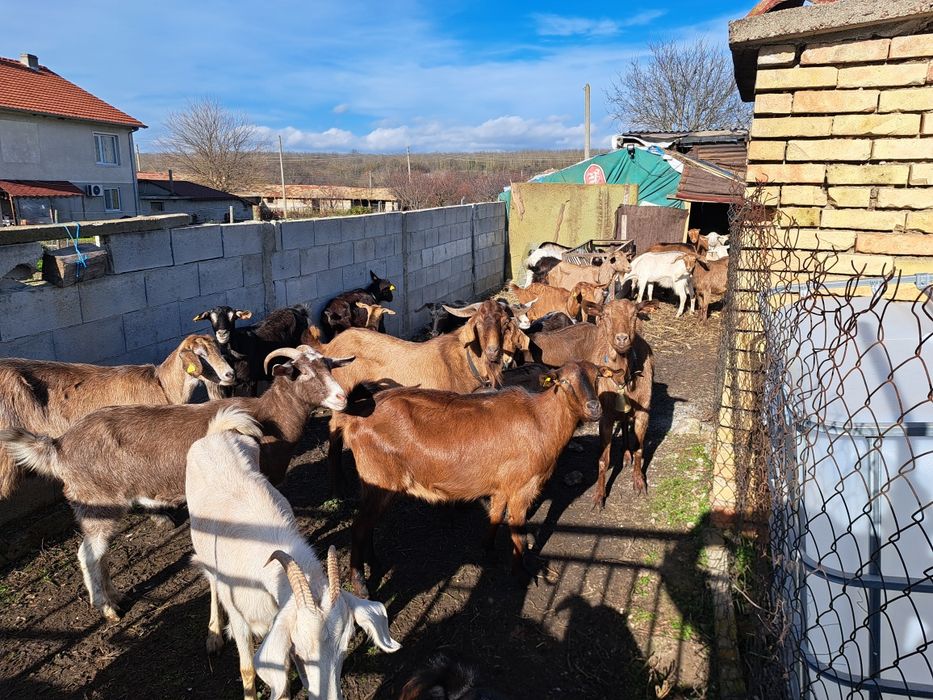 Продавам редовни бремени кози
